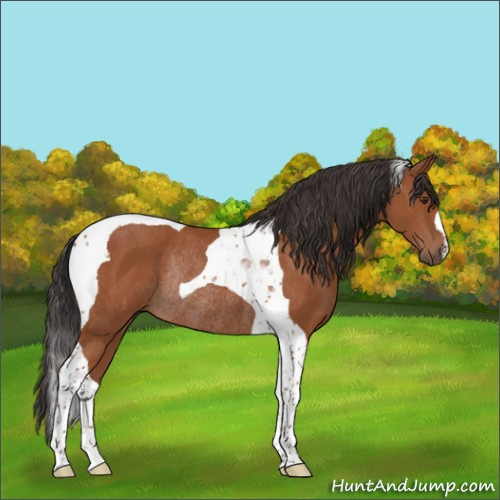 Horse Color:Bay Tobiano Rabicano 