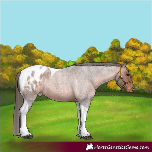 Horse Color:Brown Roan Tobiano Appaloosa 