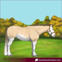 Horse Color:Amber Cream Champagne Dun Splash 