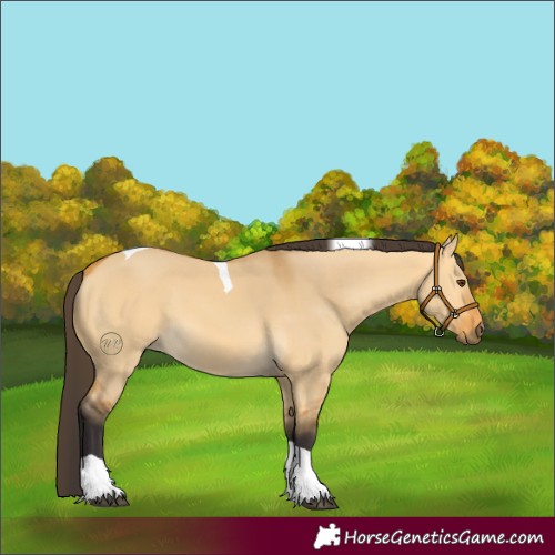 Horse Color:Buckskin Dun Tobiano