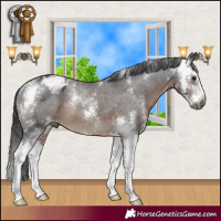 Horse Color:Gray Brown Sabino Appaloosa Rabicano