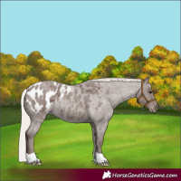 Horse Color:Silver Blue Roan Appaloosa 