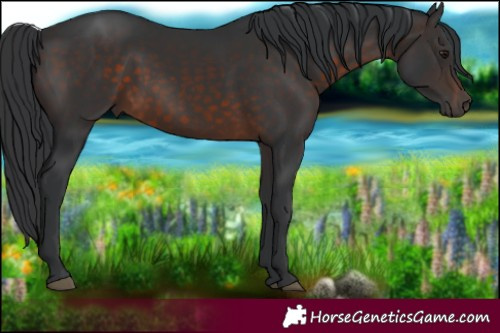 Horse Color:Brown 