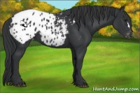 Horse Color:Black Appaloosa 