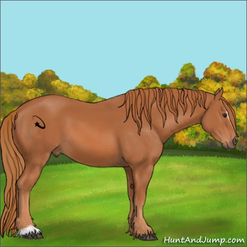 Horse Color:Chestnut Sabino 