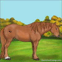 Horse Color:Chestnut Sabino