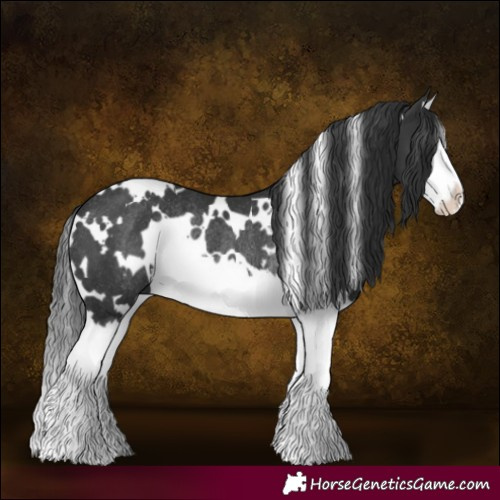 Horse Color:White Spotted Black Splash Rabicano 