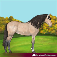 Horse Color:Bay Dun