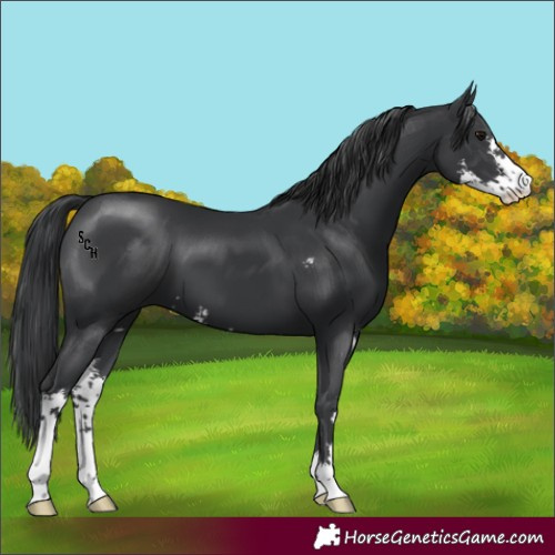 Horse Color:Black Sabino 