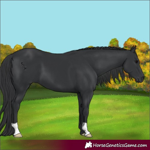 Horse Color:Black 