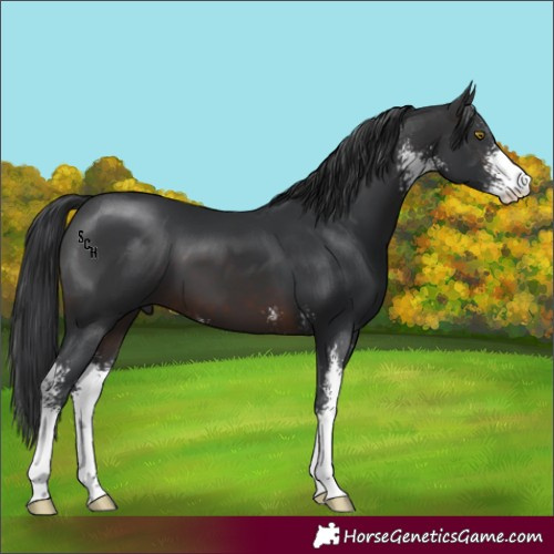 Horse Color:Brown Sabino