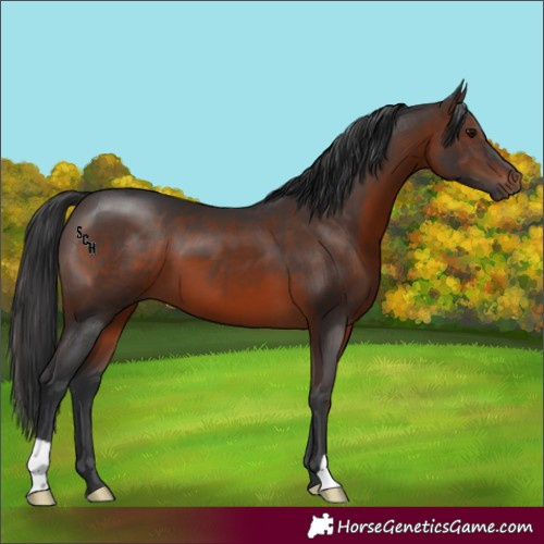 Horse Color:Brown 