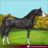 Horse Color:Smoky Black Sabino