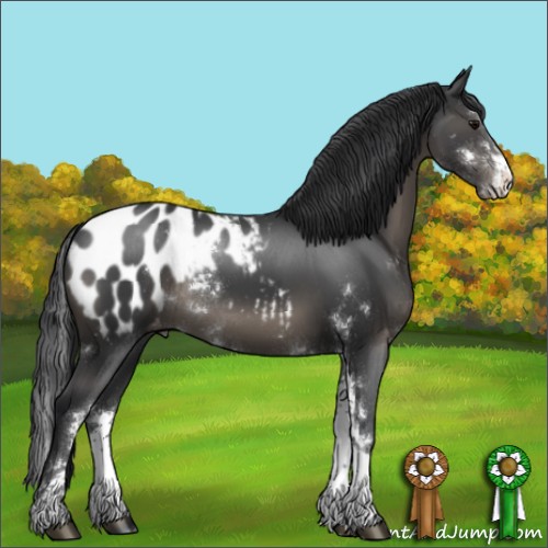 Horse Color:Black Sabino Appaloosa Rabicano 