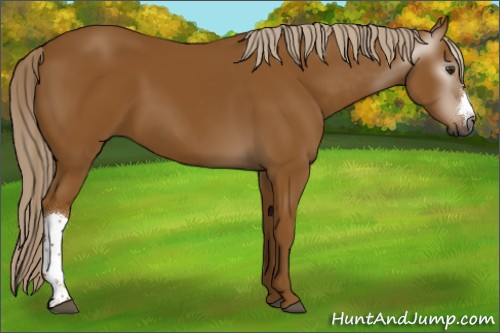 Horse Color:Gray Palomino