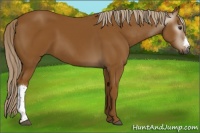 Horse Color:Gray Palomino
