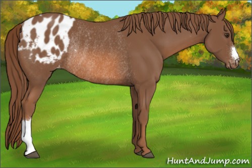 Horse Color:Chestnut Appaloosa Rabicano