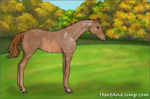 Horse Color:Chestnut Rabicano 