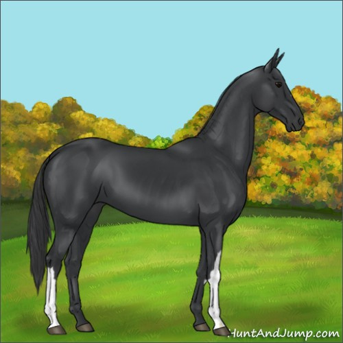 Horse Color:Black 