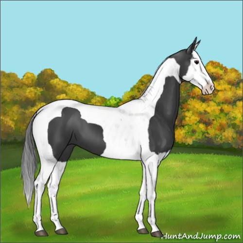 Horse Color:Black Splash Tobiano