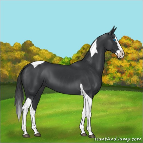 Horse Color:Black Splash Tobiano