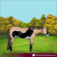 Horse Color:Bay Dun Frame 