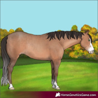 Horse Color:Sable Champagne Sabino Rabicano