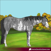 Horse Color:Black Sabino 