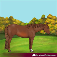 Horse Color:Chestnut 