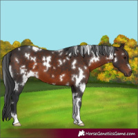 Horse Color:White Spotted Brown 