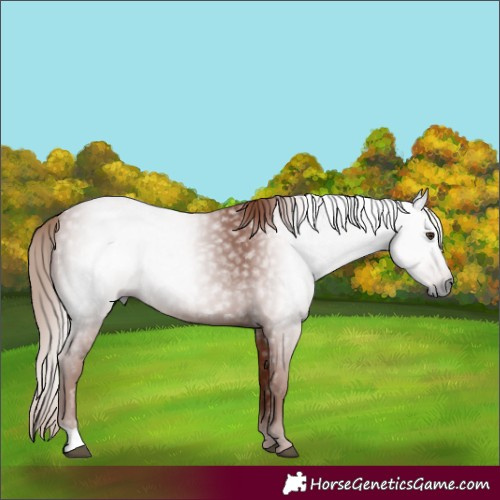 Horse Color:Gray Chestnut 