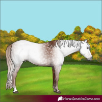 Horse Color:Gray Chestnut 
