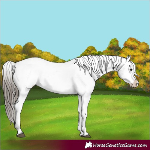 Horse Color:Black Appaloosa Rabicano 