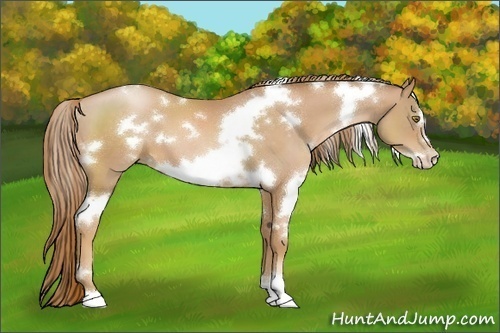 Horse Color:White Spotted Chestnut Pearl Frame