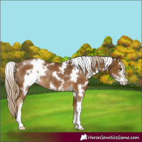 Horse Color:White Spotted Chocolate Palomino Sabino Rabicano