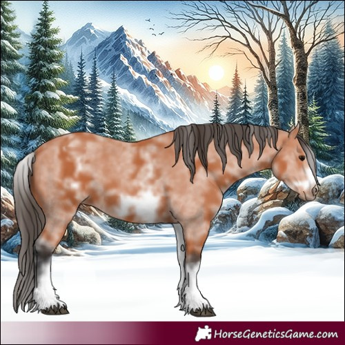 Horse Color:White Spotted Bay Sabino Frame 