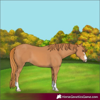 Horse Color:Chestnut 