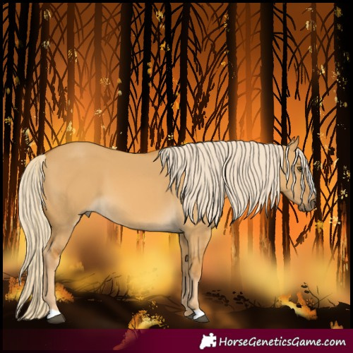 Horse Color:Palomino Dun 
