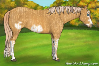 Horse Color:Palomino Splash Frame  and Palomino Splash Frame 