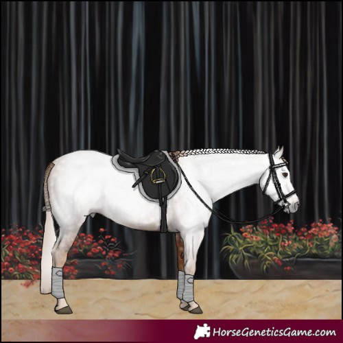 Horse Color:Gray Chestnut 