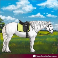 Horse Color:Gray Chestnut Splash Frame  and Gray Chestnut Splash Frame 