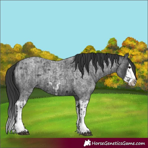 Horse Color:Blue Roan Splash Frame and Blue Roan Splash Frame
