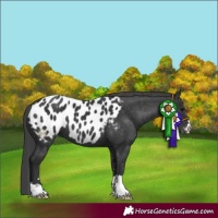 Horse Color:Black Appaloosa