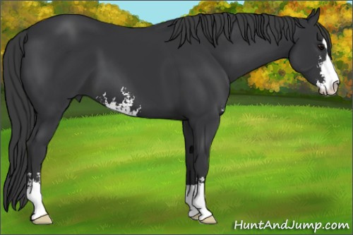 Horse Color:Black Sabino 