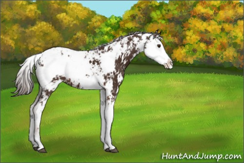 Horse Color:Liver Chestnut Sabino 