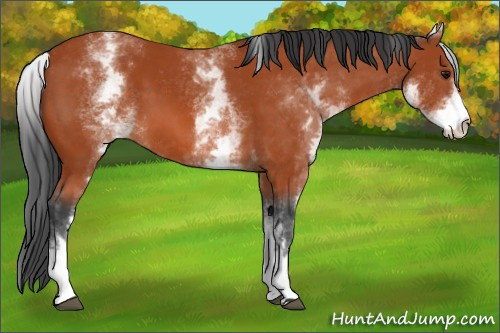 Horse Color:White Spotted Bay