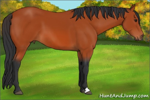 Horse Color:Brown 