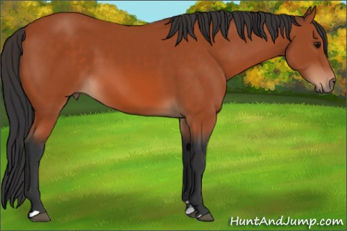 Horse Color:Bay Sabino 