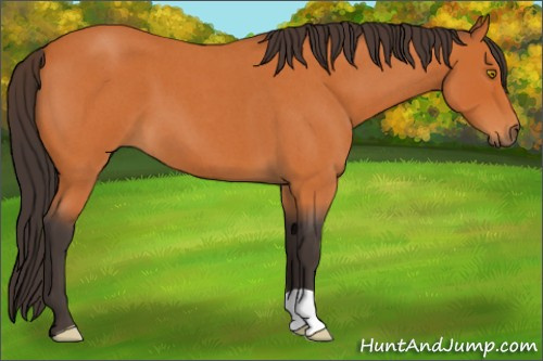 Horse Color:Buckskin Roan 