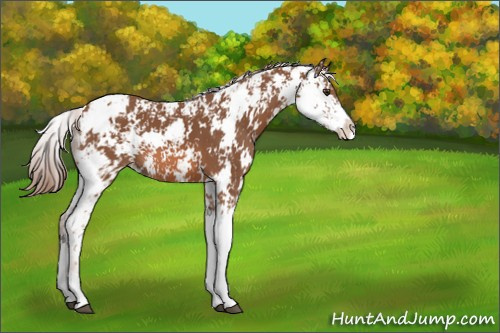 Horse Color:Chestnut Sabino